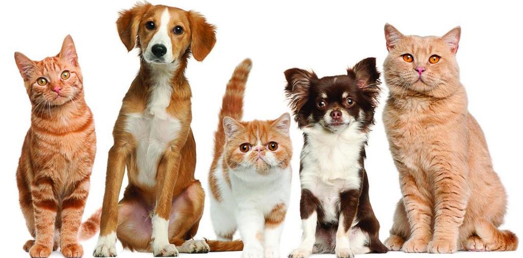 Доска объявлений о животных | ЗооТом - продажа, вязка и услуги для животных в Дно