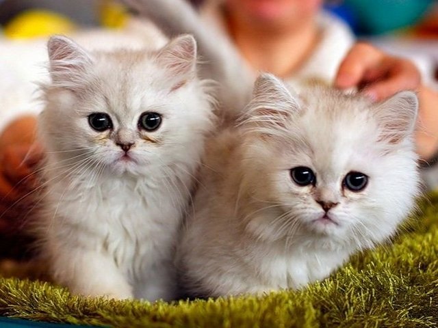 Породы кошек в Дно | ЗооТом портал о животных
