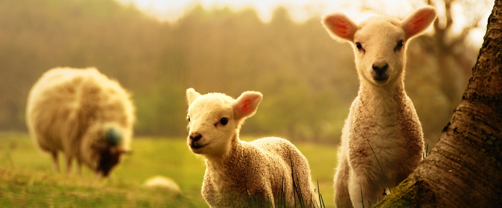 Объявления о сельскохозяйственных животных | ЗооТом - продажа, вязка и услуги для животных в Дно