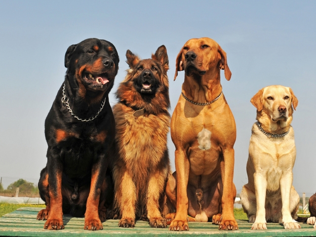 Крупные породы собак в Дно | ЗооТом портал о животных